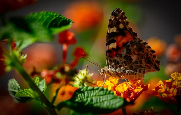 Macro, flowers, butterfly, bokeh, The painted lady