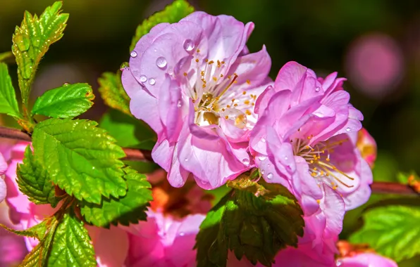 Macro, cherry, branch, Sakura, flowering, flowers