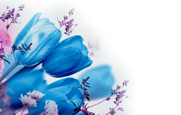 Flowers, blue, tulips, white background, blue, bokeh, twigs