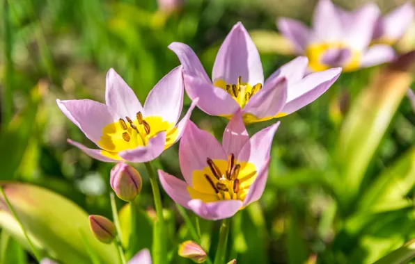 Picture petals, tulips, bokeh