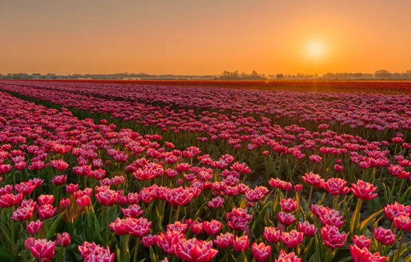 Picture the sky, sunset, flowers, red, tulips, pink, plantation, Tulip field