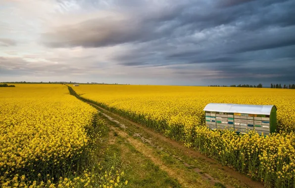 Picture field, flowers, Italy, Tuscany