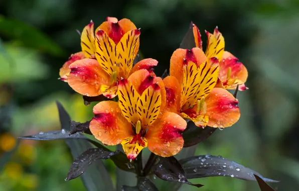 Picture leaves, drops, flowers, orange, background, bouquet, Alstroemeria