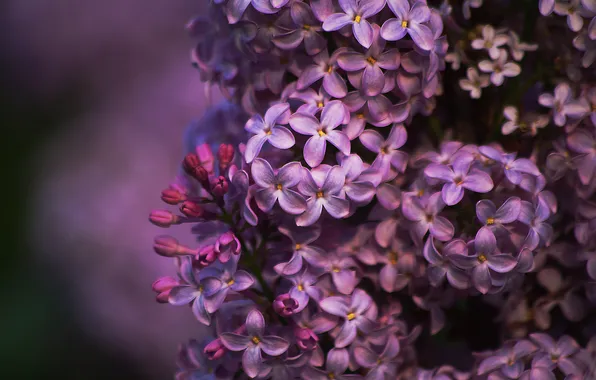 Flowers, branches, spring, flowering, lilac, inflorescence, blooming lilacs