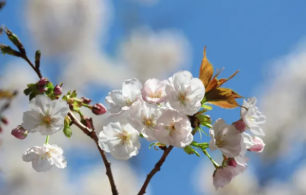Clouds, flowers, cherry, branch, spring, Sakura, white, flowering
