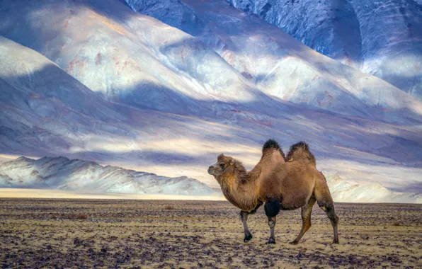Picture nature, desert, camel