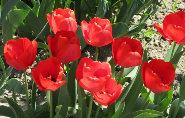 Flowerbed, red tulips, April, spring 2018, Meduzanol ©