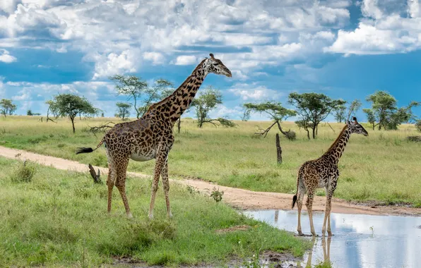 The sky, clouds, nature, shore, giraffe, giraffes, Savannah, pond