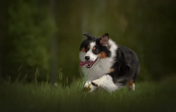 Grass, nature, animal, dog, running, dog