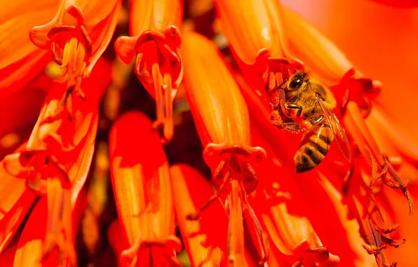 Flower, nature, bee, plant, insect