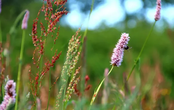 Macro, flowers, bee, a blade of grass