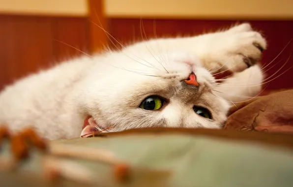 Cat, cat, look, pose, legs, white, face, green eyes