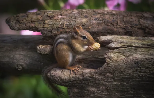 Chipmunk, nuts, rodent, peanuts
