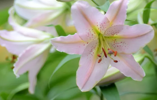 Macro, Lily, petals