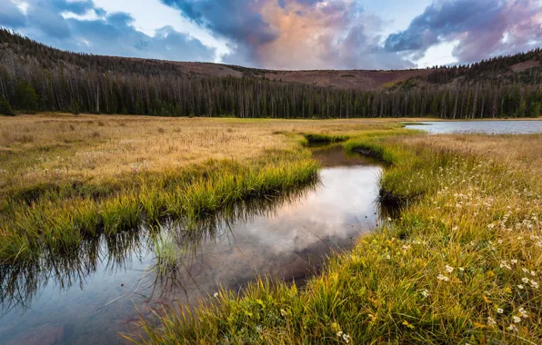Picture field, nature, river