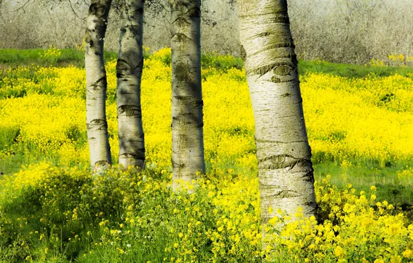 The sky, flowers, trunks, yellow, rape, rapeseed field