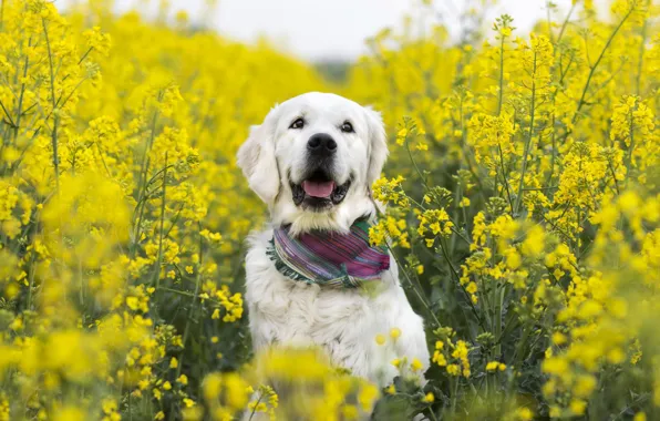 Summer, each, dog, rape