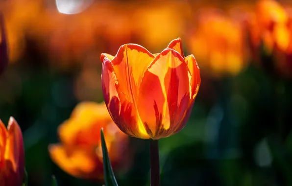Macro, light, flowers, orange, red, the dark background, Tulip, spring