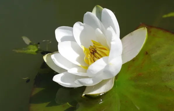 Sheet, Flower, Pond, Flowering, Water Lily