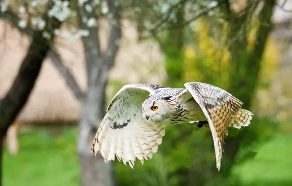 Greens, look, trees, flight, branches, green, background, owl