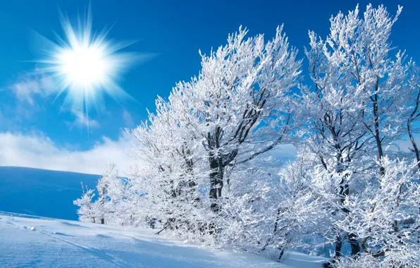 Winter, frost, field, the sky, the sun, light, snow, trees