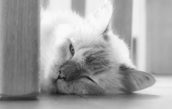 Cat, look, background