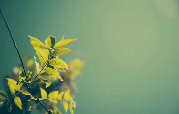 Leaves, green, plant