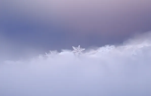 Picture macro, background, snowflake