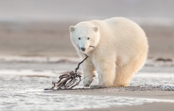 Picture branches, shore, bear, bear, bear, snag, polar bear, pond