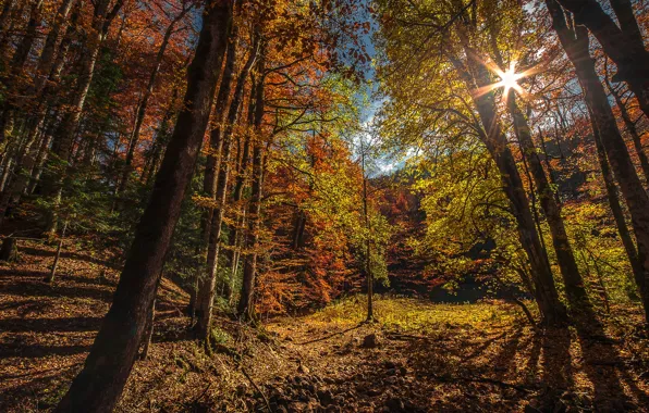 Picture autumn, forest, the sun, rays, trees, mountains, Montenegro, Biogradska Gora National Park