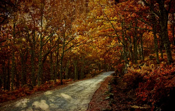 Road, trees, spain, Europe, autumn, way, route, fall