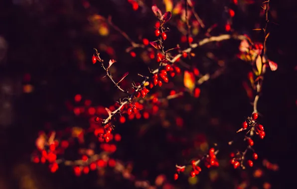 Red, Nature, Autumn, Plant, Garden, Ripe, Red, Nature