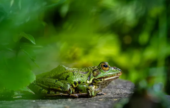 Background, frog, green, bokeh