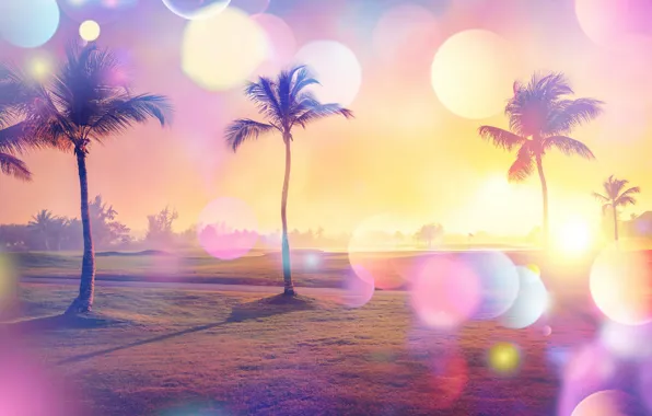 Road, field, the sun, light, glare, palm trees, treatment, bokeh