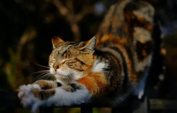 Stretching, spotted cat, on the fence, he closed his eyes