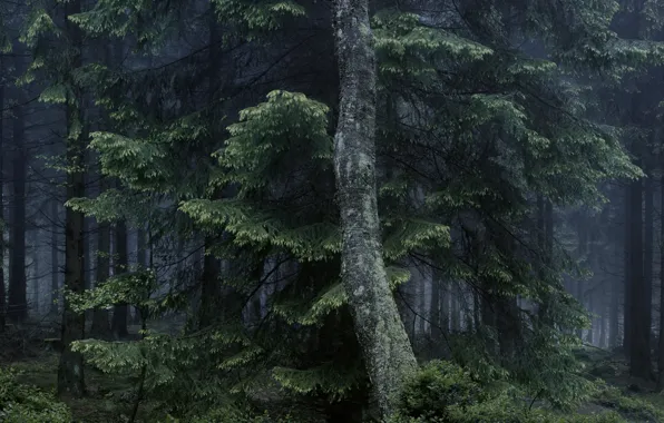 Forest, trees, nature, fog, Michael Lange