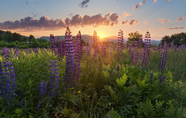 The sun, rays, light, flowers, nature, lupins