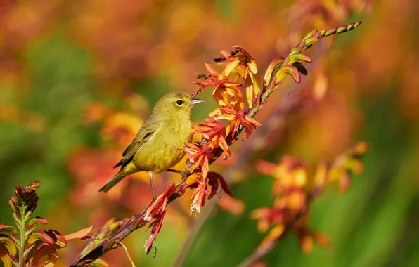 Flowers, branches, bird, spring, orange, flowering, yellow, bokeh