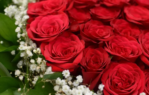 Picture flowers, buds, roses, bouquet, red