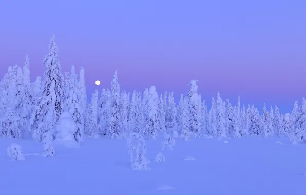 Winter, forest, snow, trees, night, the moon, moon, forest