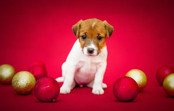 Background, balls, dog, wool, puppy, color, breed