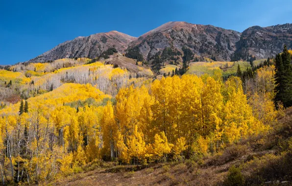 Picture Colorado, mountains, trees, the sun, the sky, autumn, forest, USA