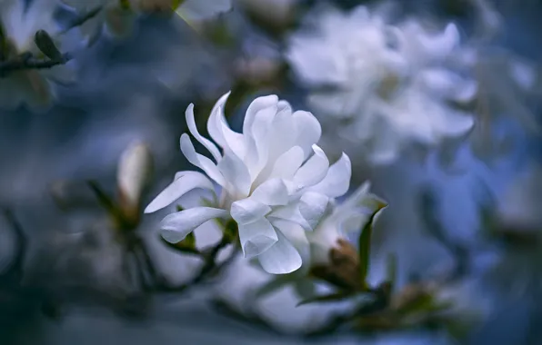 Flowers, branches, treatment, blur, spring, petals, white, flowering