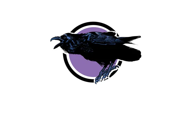 Picture bird, beak, Raven