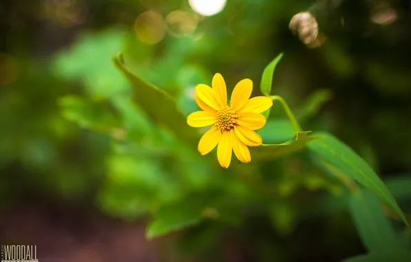 Picture flower, yellow, stem, photographer, Aaron Woodall