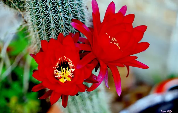 Picture macro, red, Flower, flower