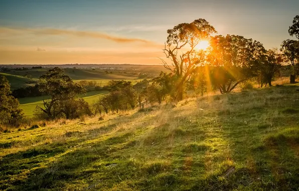 Light, trees, morning