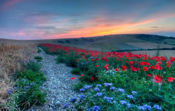 Field, landscape, sunset, flowers