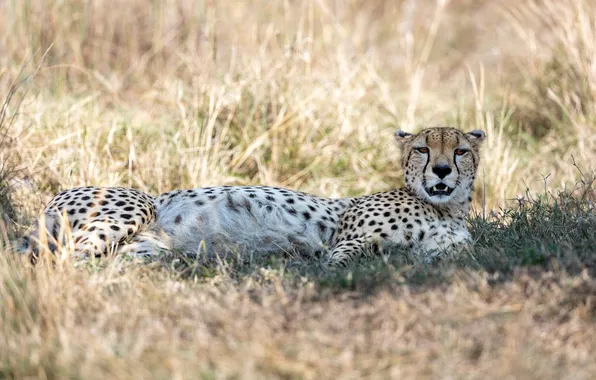 Africa, animal, wildlife, big cat, cheeta