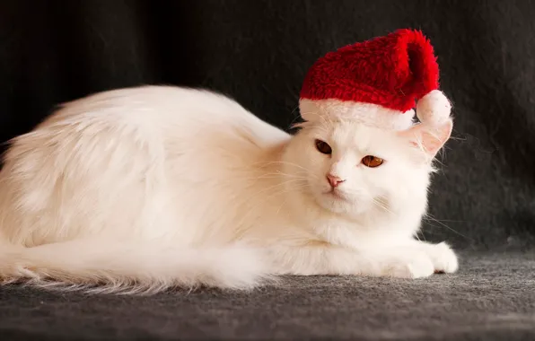 Picture cat, white, the dark background, holiday, new year, Christmas, image, Santa Claus